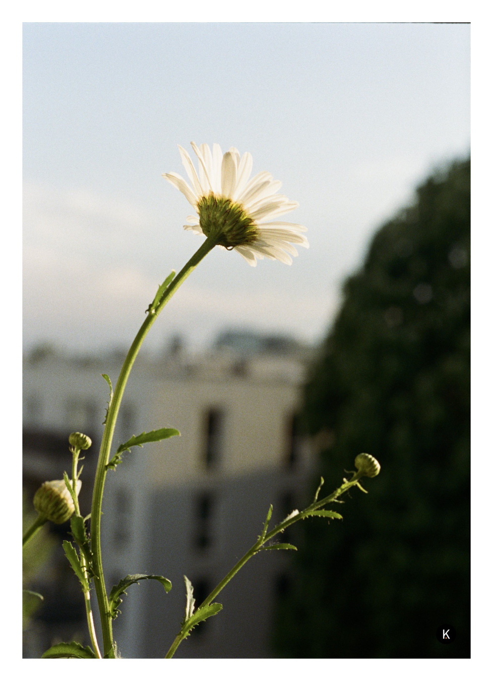 Nahaufnahme einer einzelnen weißen Blüte auf langem, gebogenem Stängel, von der Seite im warmen Sonnenlicht fotografiert. Im unscharfen Hintergrund sind ein helles Gebäude, blauer Himmel und dunkles Laub zu sehen.