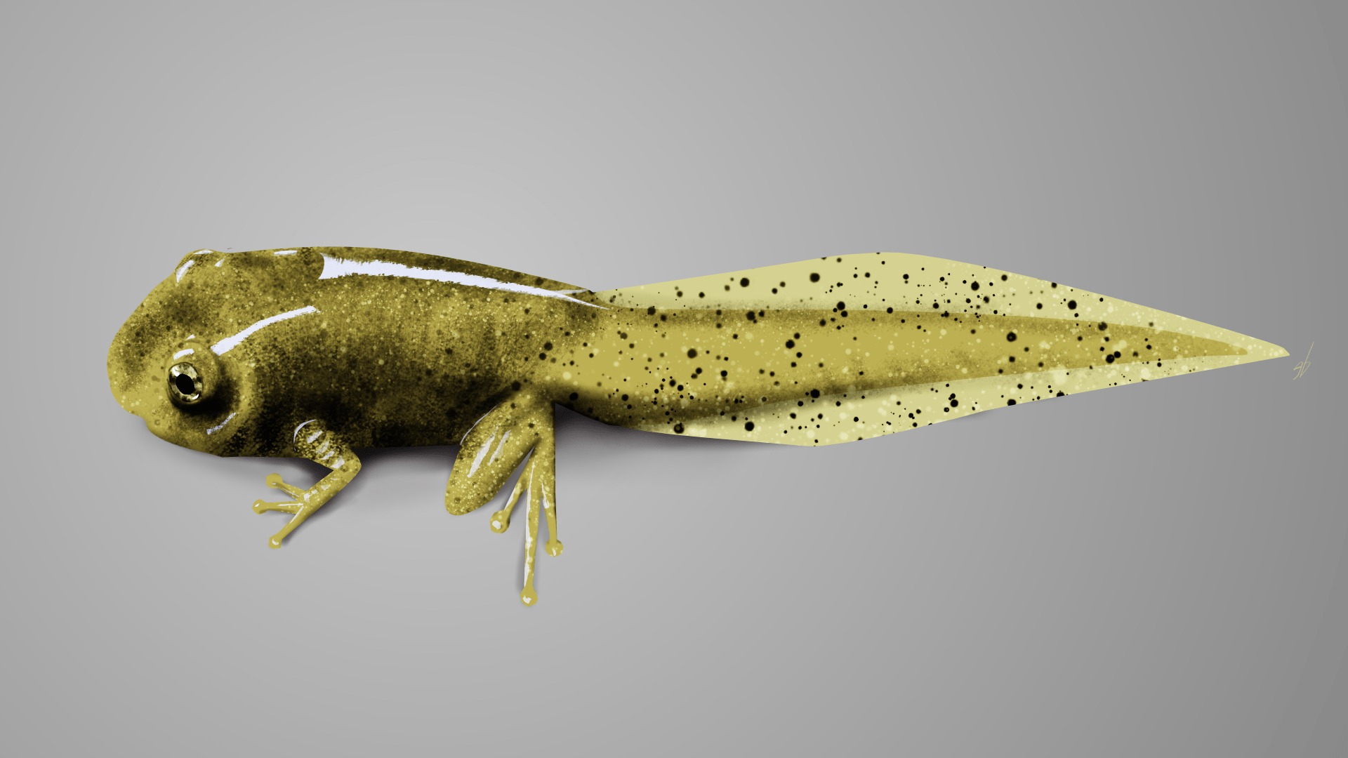Tadpole, made with Krita.