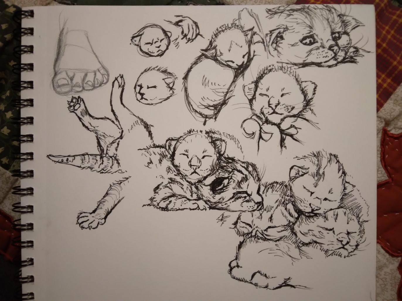 Ink sketches of newborn kittens in varying poses.