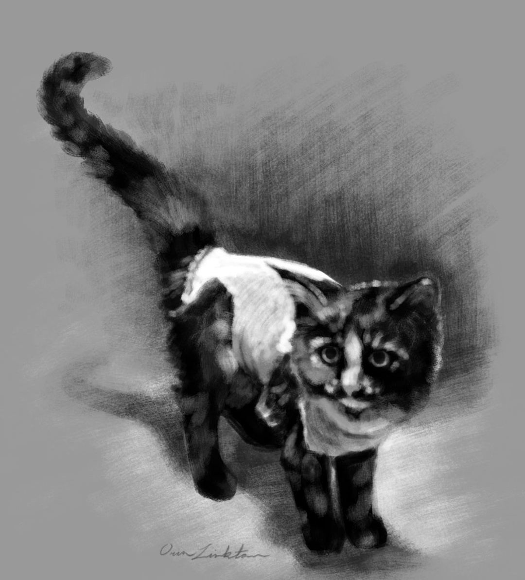 Black and white sketch of a medium-hair tortie kitten wearing a sock for a onesie.