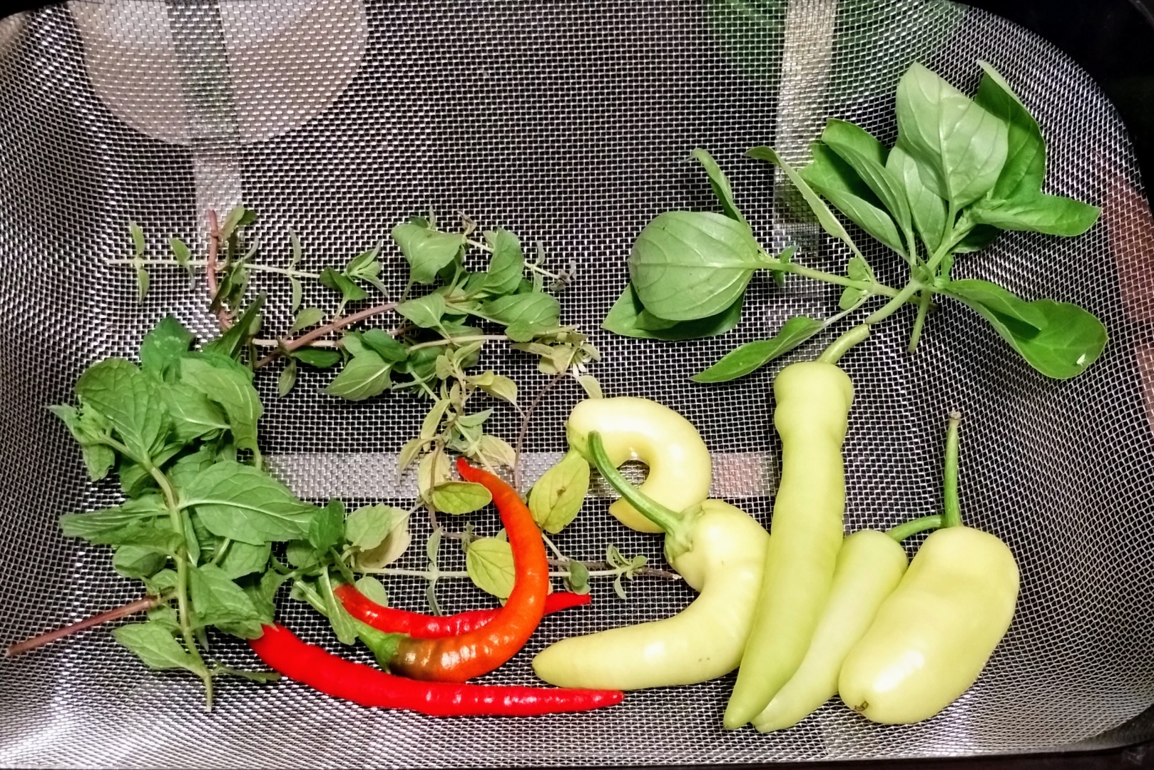 A strainer basket with freshly harvested herbs (oregano, basil, a few different mint varieties), three red cayenne peppers, and five small banana peppers.