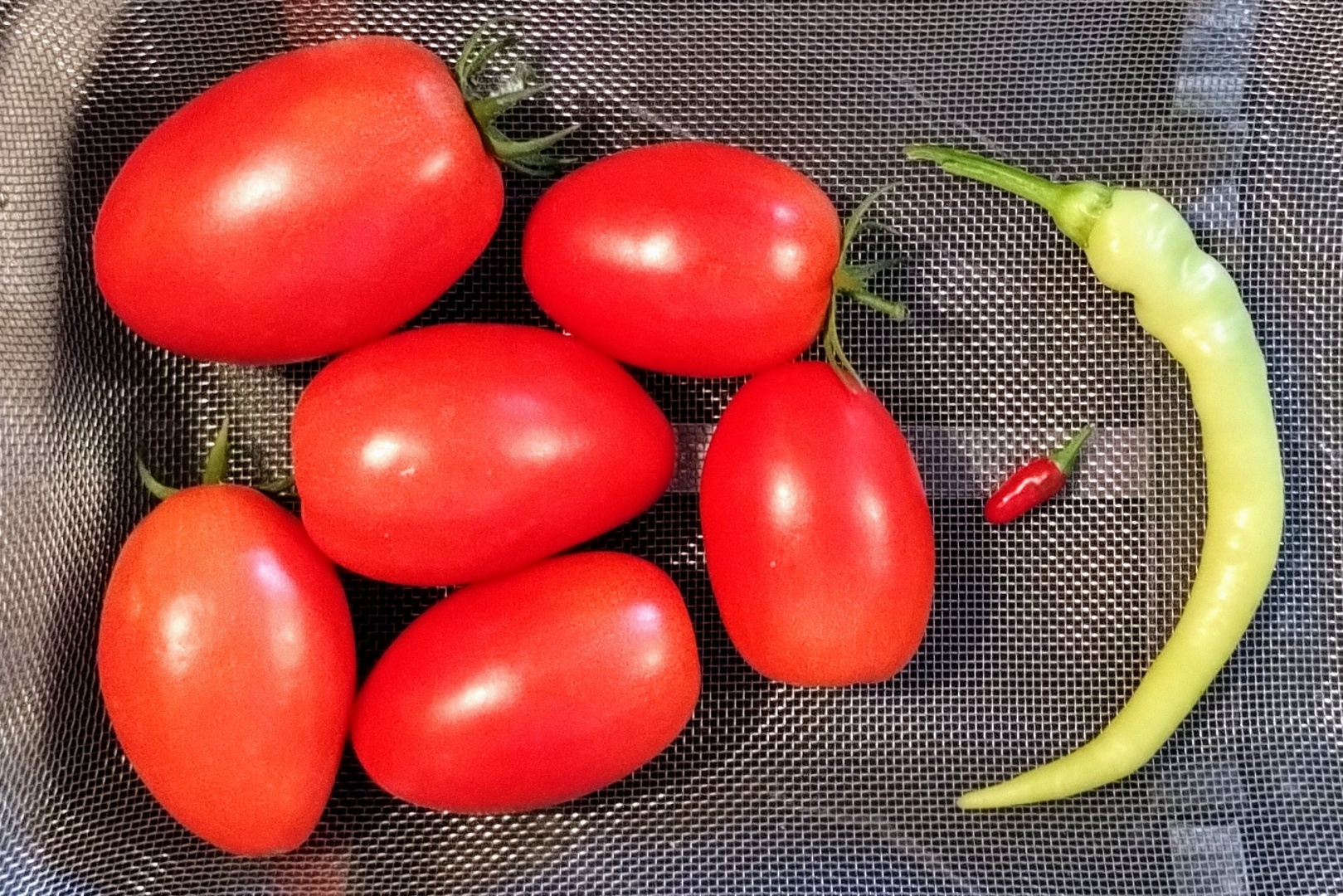 A strainer basket with six freshly harvested ripe red Roma tomatoes, one red Thai chili, and a long stringy banana pepper.