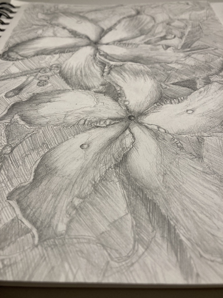 pencil sketch of a two flowers. Star Jasmine.  Work in progress.
#sketchbook  #drawing #illustration #handdrawn #art #WorkInProgress