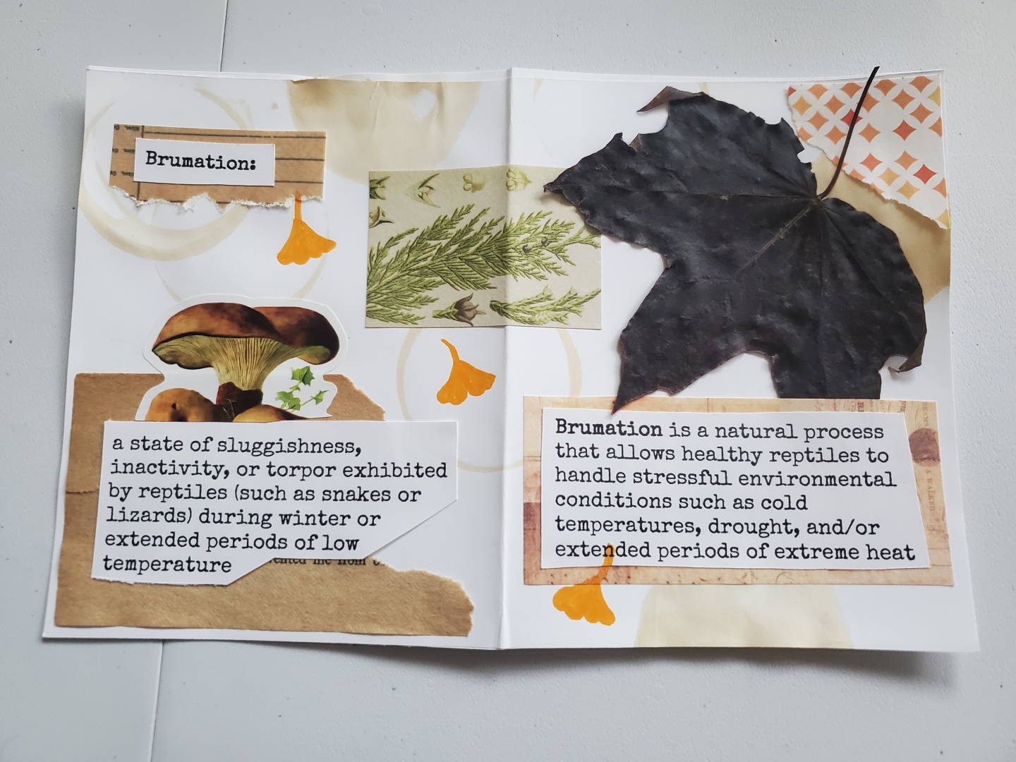 A photo of an inside spread of the zine. The white paper has some circular tea stains on it, and there are some ripped, yellowed pages as background color. There are a couple mushroom and fern stickers as well as a few orange ish yellow ginkgo leaves drawn on the pages. a very dark purple brown maple leaf is pasted on the upper right corner. Some text is typed out and cut and pasted on the pages. The text says, "Brumation: a state of sluggishness, inactivity, or torpor exhibited by reptiles (such as snakes or lizards) during winter or extended periods of low temperature. Brumation is a natural process that allows healthy reptiles handle stressful environmental conditions such as cold temperatures, drought, and/or extended periods of extreme heat."