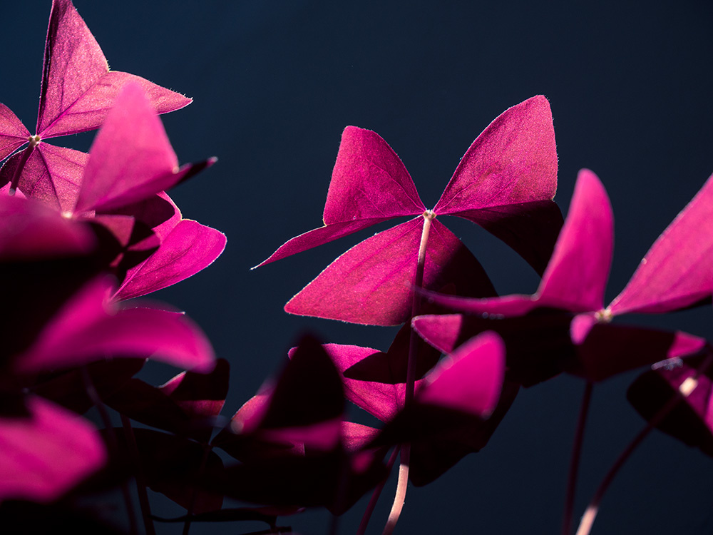 Roter Klee in dunkler Umgebung wird von Licht bestrahlt und leuchtet wunderbar pink.