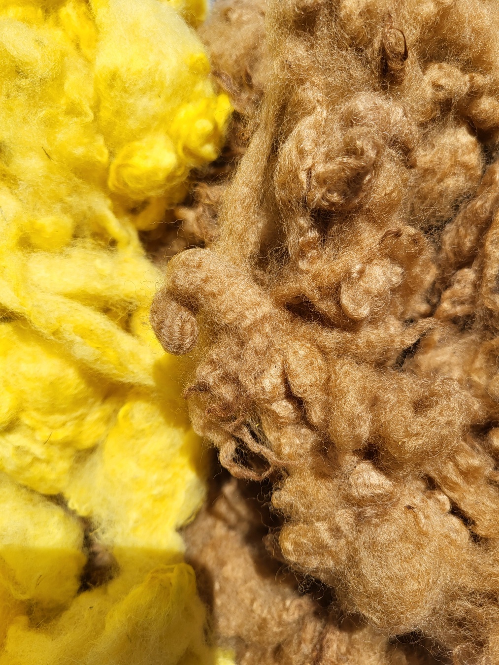 Close up of sheep wool, dyed but not carded yet. The left half is a bright yellow, the right half a caramel brown.
