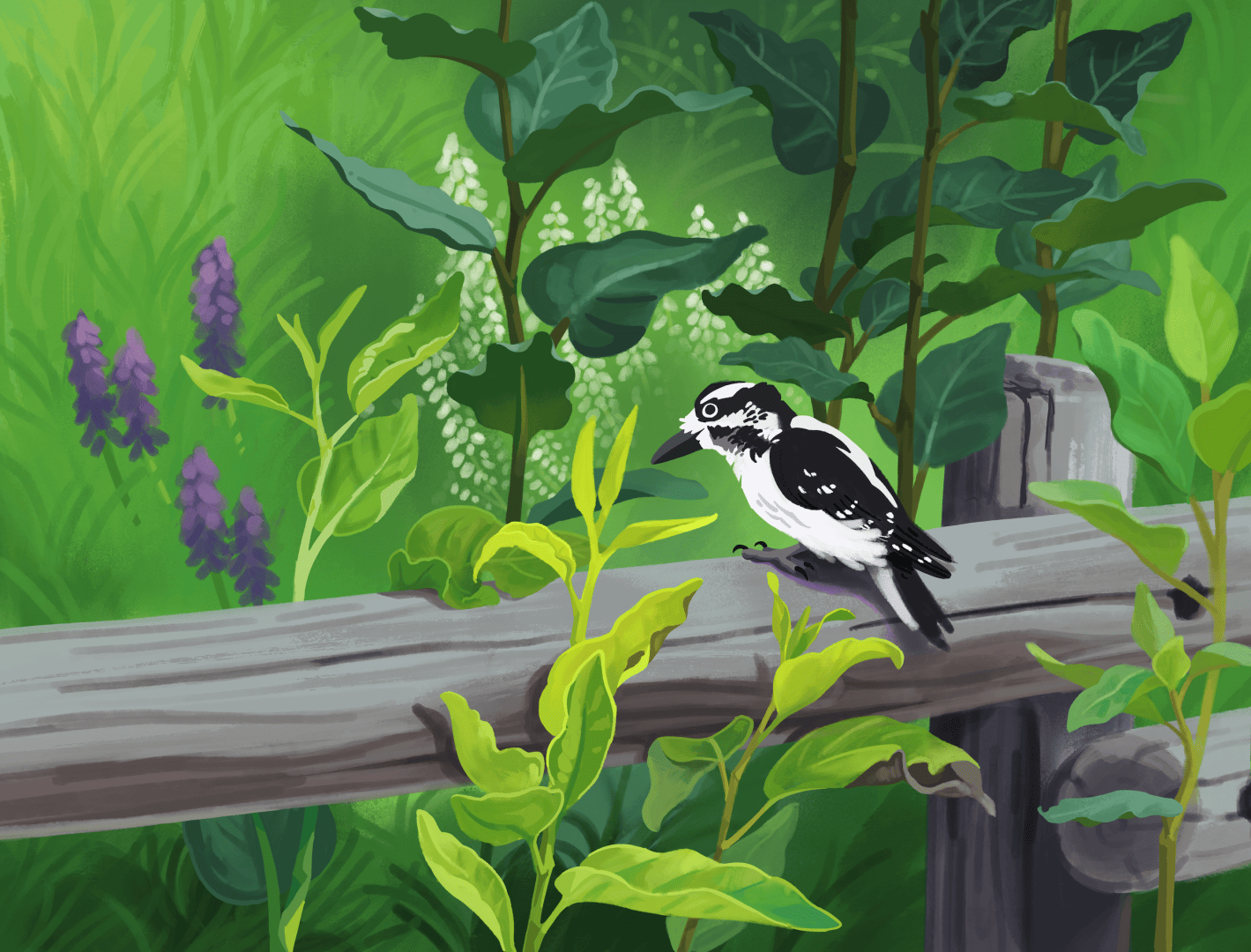 A painting of a small black and white woodpecker perched on a wooden fence. It's surrounded by large-leaves plants of varying shades of green. Purple and white flowers are scattered in the grassy background.