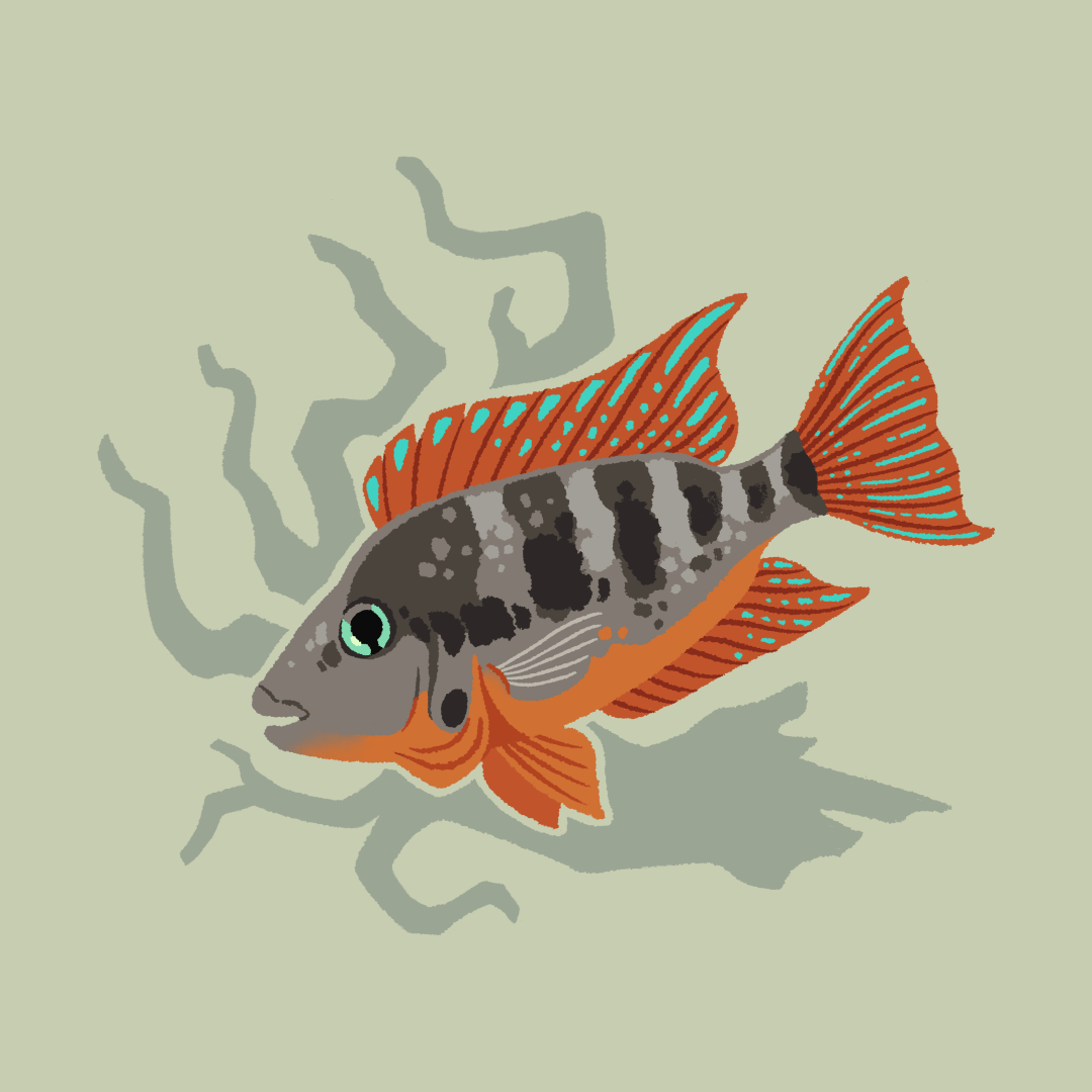 A painting of a firemouth cichlid, swimming to the left and tilted slightly down. It has its bright red-orange gills flared. There is a silhouette of piece of driftwood in the background.