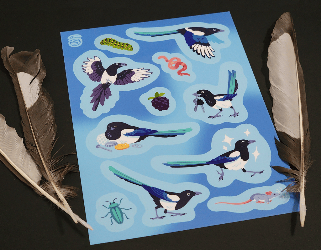 A picture of a sticker sheet featuring 6 illustrations of black-billed magpies in various poses, along with items of their diet. The sheet is surrounded by three magpie feathers.