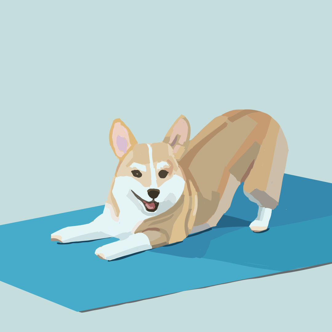 Corgi on a matress