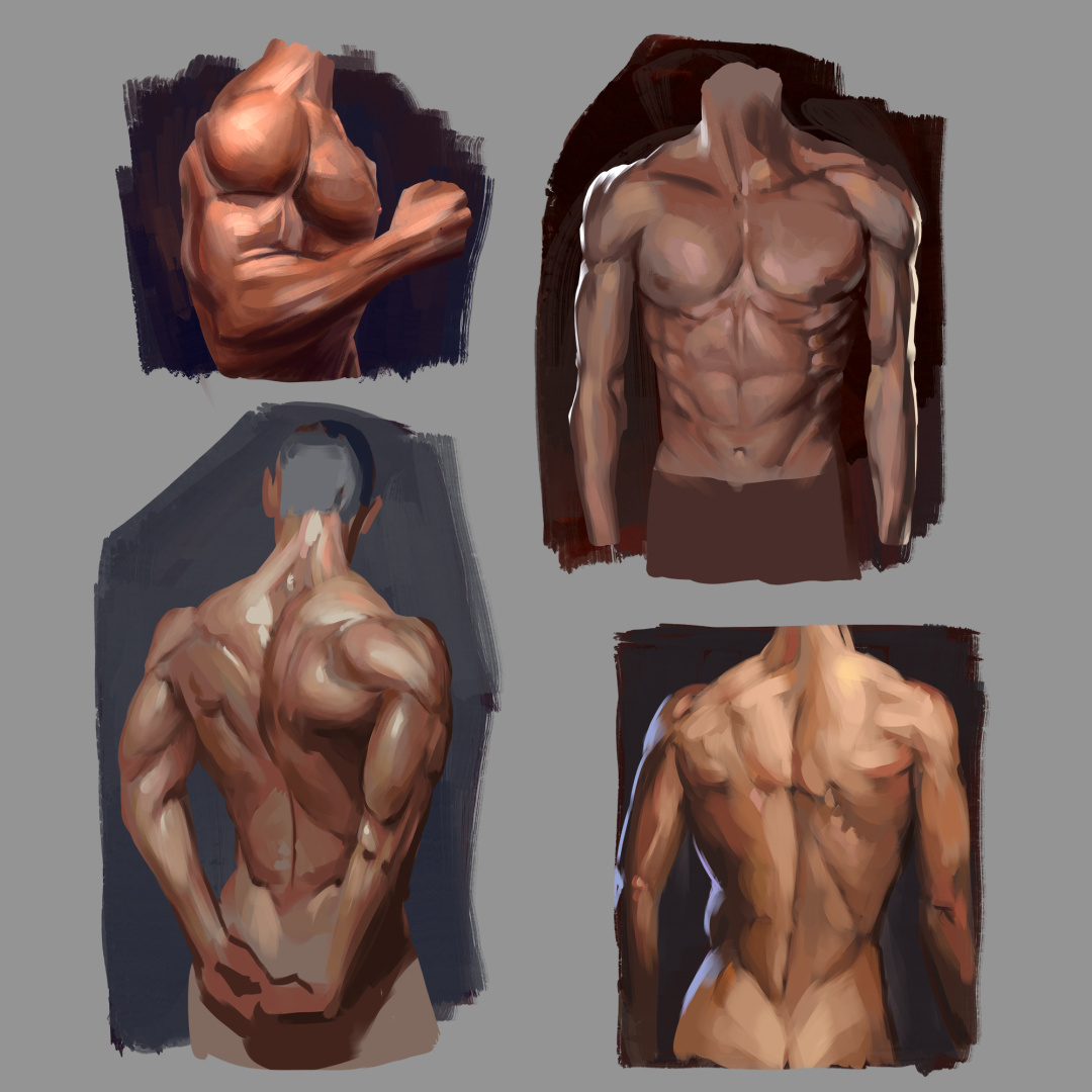 Muscle painting studies