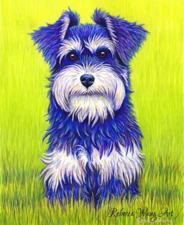 A colorful drawing of a miniature schnauzer dog in bright colors.