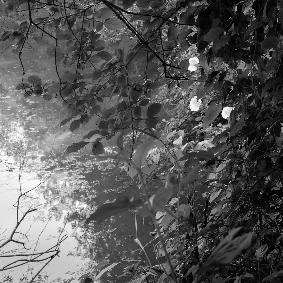 Schwarz-Weiß-Fotografie. Man blickt durch Büsche und Blattwerk auf den Rand eines Weihers. Links sieht man durch die Blätter das Wasser, rechts ist das Gestrüpp dichter, dort sind drei weiße Blüten die hellsten Stellen im Foto.

Black-and-white photography. You look through bushes and foliage at the edge of a pond. On the left, you can see the water through the leaves; on the right, the undergrowth is denser, with three white flowers being the brightest spots in the photo.