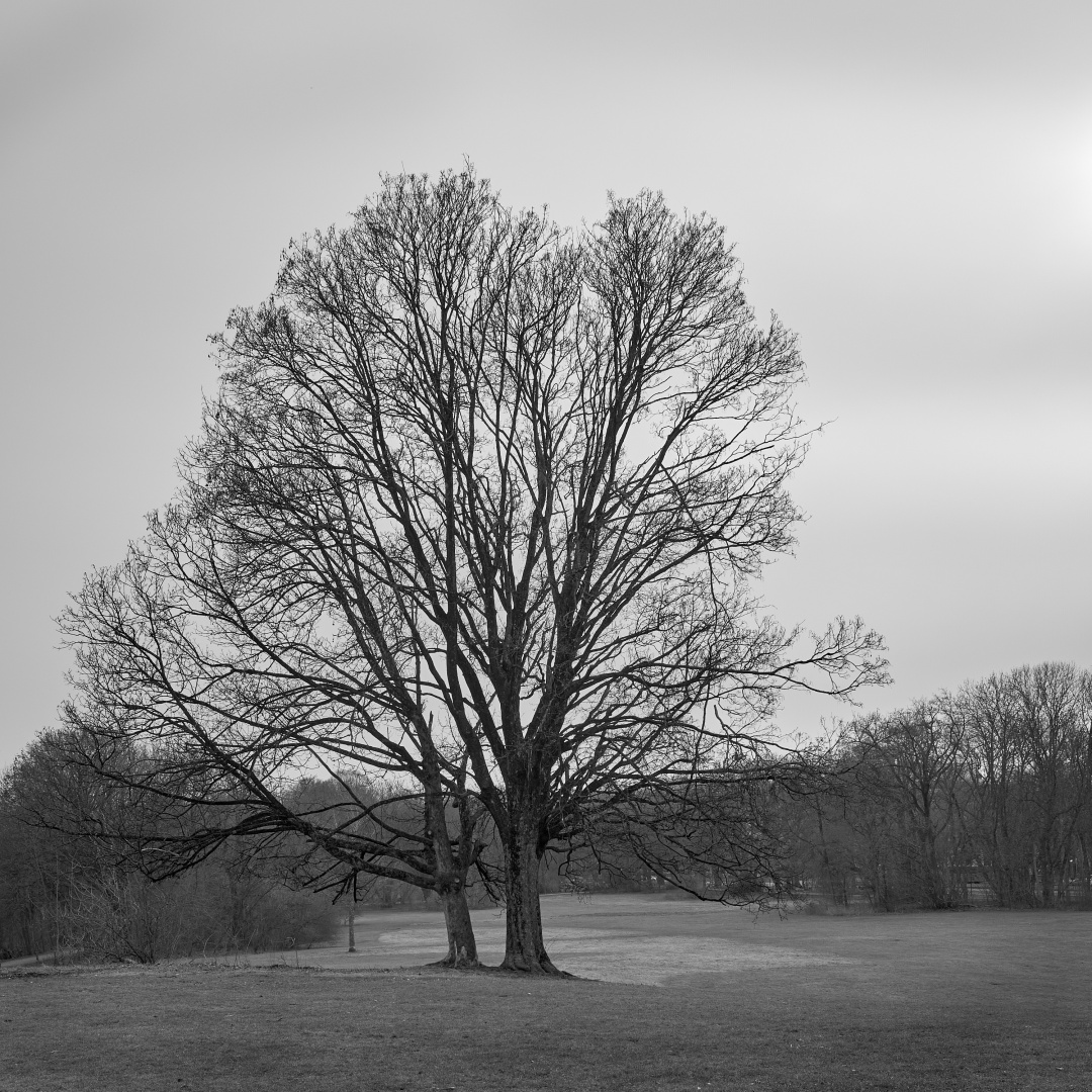 Das Schwarz-Weiß-Foto zeigt eine Wiese, auf der zwei Bäume dicht beieinander stehen. Sie sehen aus wie ein Baum, der weit ausladend in den Himmel ragt. Die Bäume sind kahl, der Himmel ist bedeckt, es ist Februar in München, keine Sonne und kein Schatten, nur Grautöne.

The black-and-white photo shows a meadow with two trees standing close together. They look like one tree reaching far into the sky. The trees are bare, the sky is overcast, it is February in Munich, no sun and no shadows, only shades of gray.